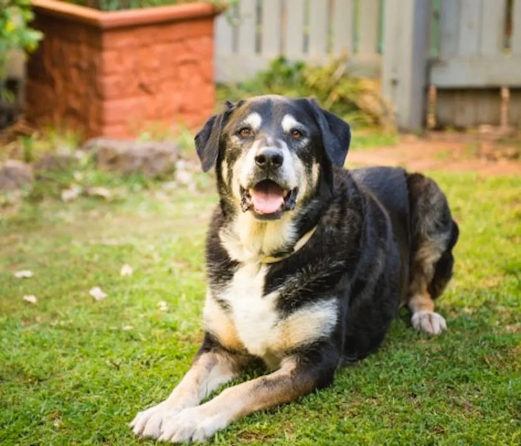 Holiday home Banksia Cottage - Pet Friendly Getaway Toowoomba Australia